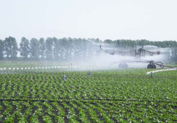 Overhead boom irrigation in field-grown brassica production